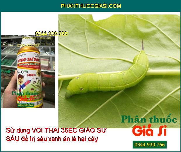 VOI THAI 36EC GIÁO SƯ SÂU - Đặc Trị Nhiều Loại Sâu Gây Hại Cây Trồng