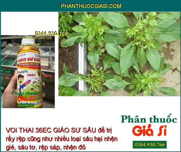 VOI THAI 36EC GIÁO SƯ SÂU - Đặc Trị Nhiều Loại Sâu Gây Hại Cây Trồng