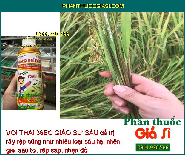 VOI THAI 36EC GIÁO SƯ SÂU - Đặc Trị Nhiều Loại Sâu Gây Hại Cây Trồng