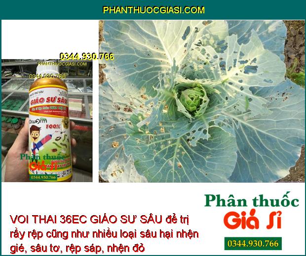 VOI THAI 36EC GIÁO SƯ SÂU - Đặc Trị Nhiều Loại Sâu Gây Hại Cây Trồng