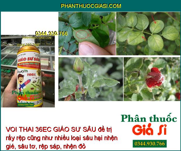 VOI THAI 36EC GIÁO SƯ SÂU - Đặc Trị Nhiều Loại Sâu Gây Hại Cây Trồng