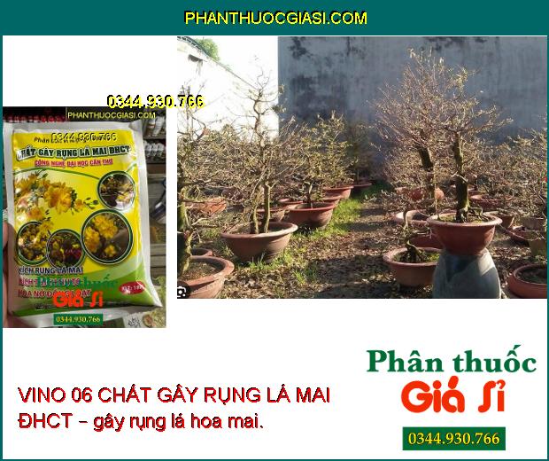 VINO 06 CHẤT GÂY RỤNG LÁ MAI ĐHCT – Gây Rụng Lá Mai - Kích Thích To Nụ - Kích Hoa Nở Đồng Loạt