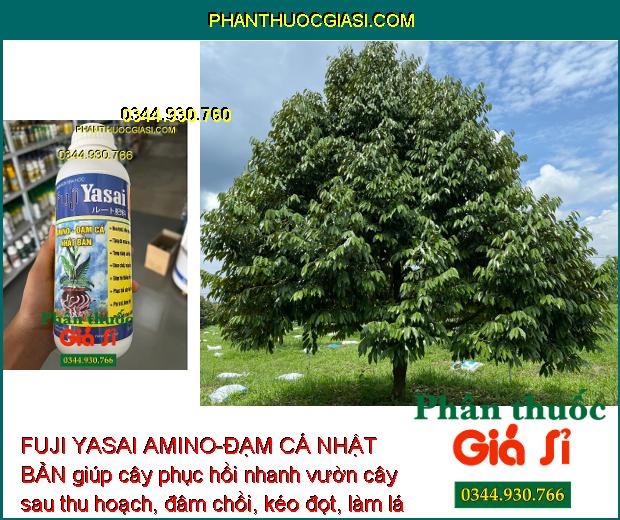 PHÂN BÓN SINH HỌC FUJI YASAI AMINO-ĐẠM CÁ NHẬT BẢN - Phục Hồi Cây Nhanh - Giảm Rụng Hoa - Kích Rễ Phát Triển