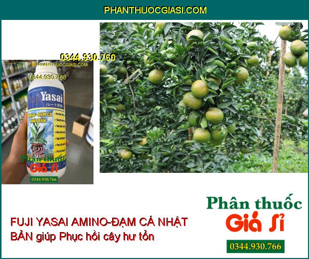 PHÂN BÓN SINH HỌC FUJI YASAI AMINO-ĐẠM CÁ NHẬT BẢN - Phục Hồi Cây Nhanh - Giảm Rụng Hoa - Kích Rễ Phát Triển