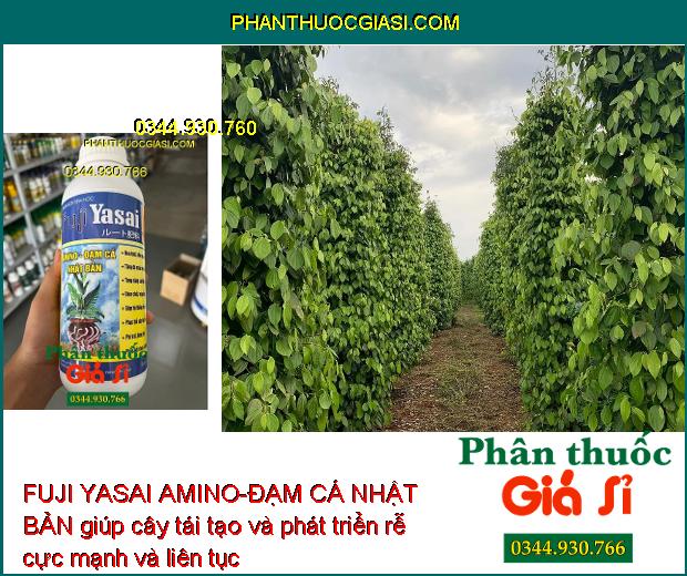 PHÂN BÓN SINH HỌC FUJI YASAI AMINO-ĐẠM CÁ NHẬT BẢN - Phục Hồi Cây Nhanh - Giảm Rụng Hoa - Kích Rễ Phát Triển