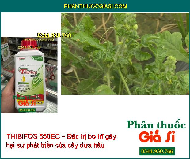 THIBIFOS 550EC – Đặc Trị Sâu Rầy Đã Kháng Thuốc