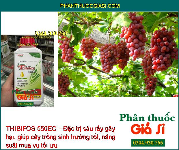 THIBIFOS 550EC – Đặc Trị Sâu Rầy Đã Kháng Thuốc