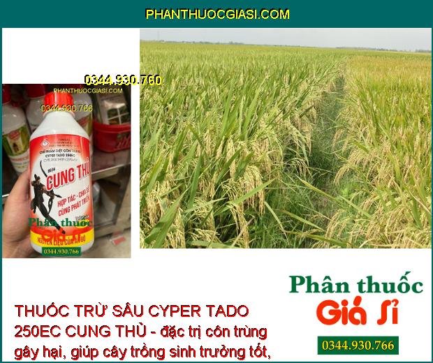 THUỐC TRỪ SÂU CYPER TADO 250EC CUNG THỦ - Đặc Trị Các Loại Côn Trùng Gây Hại