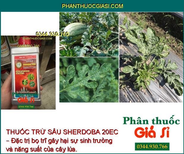 THUỐC TRỪ SÂU SHERDOBA 20EC – Đặc Trị Các Loại Sâu Bệnh Gây Hại Cây Trồng