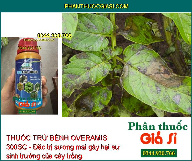 THUỐC TRỪ BỆNH OVERAMIS 300SC - Đặc Trị Các Loại Nấm Gây Hại - Đốm Đen - Sương Mai - Thán Thư