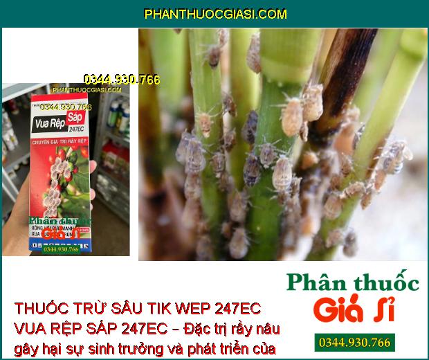 THUỐC TRỪ SÂU TIK WEP 247EC VUA RỆP SÁP 247EC – Đặc Trị Rầy Nâu Hại Lúa - Rệp Sáp Hại Cà Phê