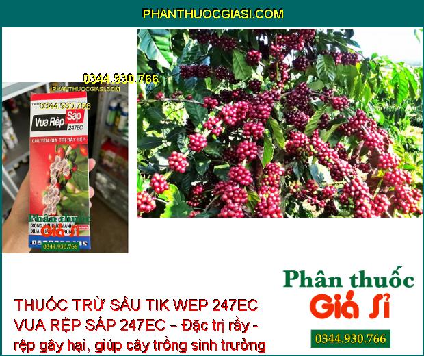 THUỐC TRỪ SÂU TIK WEP 247EC VUA RỆP SÁP 247EC – Đặc Trị Rầy Nâu Hại Lúa - Rệp Sáp Hại Cà Phê