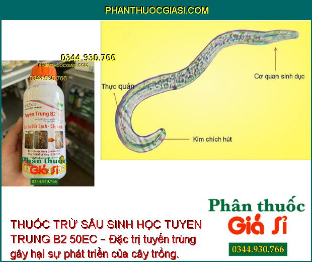 THUỐC TRỪ SÂU SINH HỌC TUYEN TRUNG B2 50EC – Đặc Trị Tuyến Trùng Gây Hại Cây Trồng