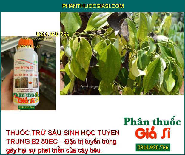 THUỐC TRỪ SÂU SINH HỌC TUYEN TRUNG B2 50EC – Đặc Trị Tuyến Trùng Gây Hại Cây Trồng