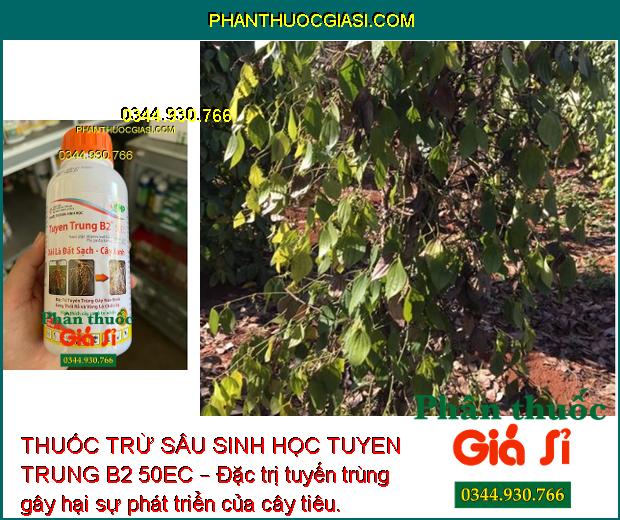 THUỐC TRỪ SÂU SINH HỌC TUYEN TRUNG B2 50EC – Đặc Trị Tuyến Trùng Gây Hại Cây Trồng