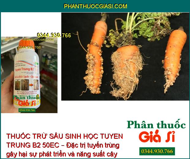 THUỐC TRỪ SÂU SINH HỌC TUYEN TRUNG B2 50EC – Đặc Trị Tuyến Trùng Gây Hại Cây Trồng