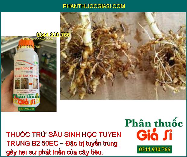 THUỐC TRỪ SÂU SINH HỌC TUYEN TRUNG B2 50EC – Đặc Trị Tuyến Trùng Gây Hại Cây Trồng