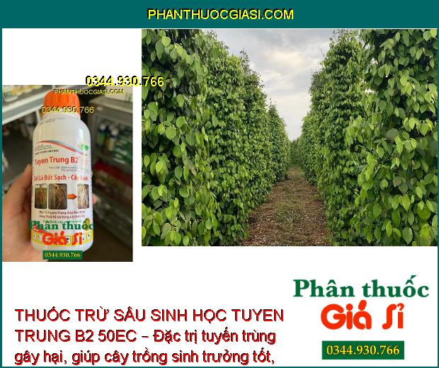 THUỐC TRỪ SÂU SINH HỌC TUYEN TRUNG B2 50EC – Đặc Trị Tuyến Trùng Gây Hại Cây Trồng