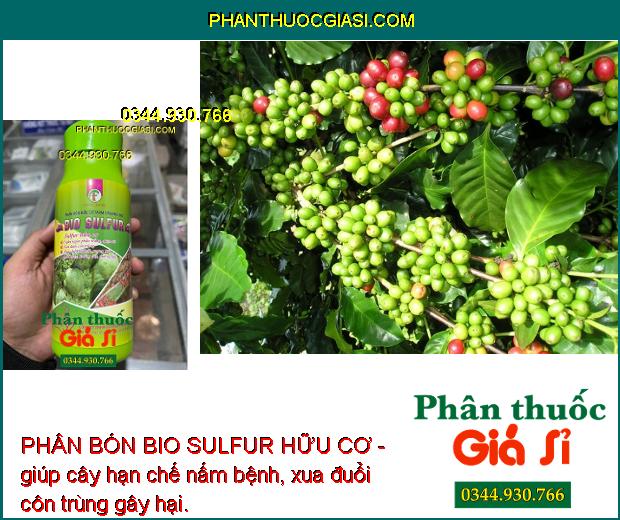 PHÂN BÓN BIO SULFUR HỮU CƠ -Phòng Trừ Phấn Trắng - Côn Trùng - Mát Bông - Dưỡng Cây