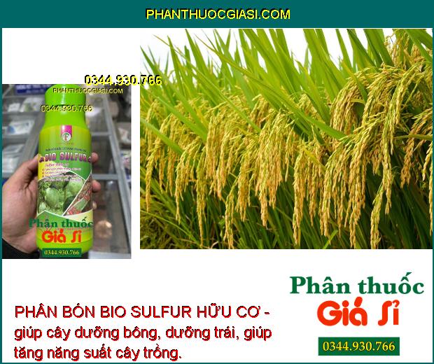 PHÂN BÓN BIO SULFUR HỮU CƠ -Phòng Trừ Phấn Trắng - Côn Trùng - Mát Bông - Dưỡng Cây