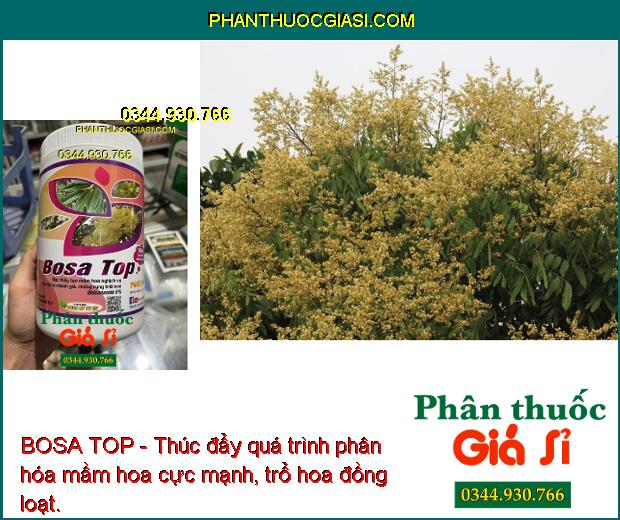 BOSA TOP - Tạo Mầm Hoa Nghịch Vụ- Chống Rụng Trái Non- Tăng Năng Suất