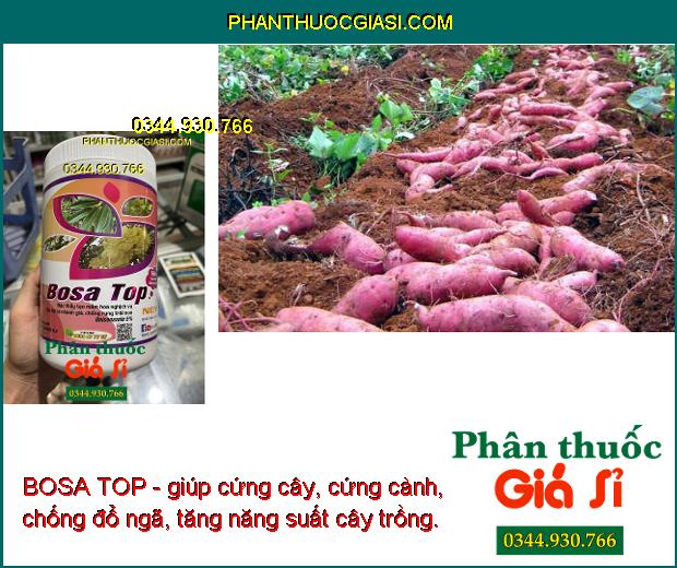 BOSA TOP - Tạo Mầm Hoa Nghịch Vụ- Chống Rụng Trái Non- Tăng Năng Suất