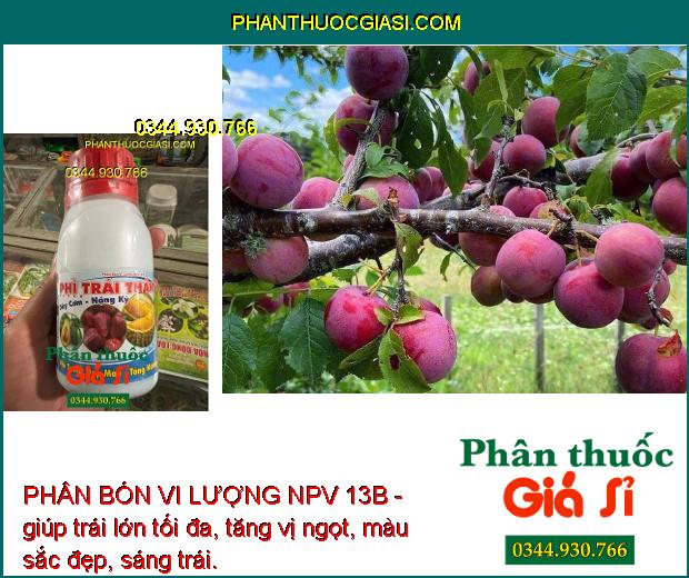 PHÂN BÓN VI LƯỢNG NPV 13B - Trái Lớn Tối Đa - Tăng Độ Ngọt - Nặng Ký