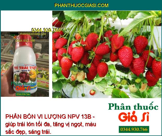 PHÂN BÓN VI LƯỢNG NPV 13B - Trái Lớn Tối Đa - Tăng Độ Ngọt - Nặng Ký