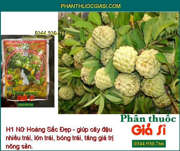 H1 Nữ Hoàng Sắc Đẹp- Phì Trái Nhanh - Màu Trái Đẹp - Mập Bông