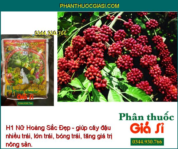 H1 Nữ Hoàng Sắc Đẹp- Phì Trái Nhanh - Màu Trái Đẹp - Mập Bông