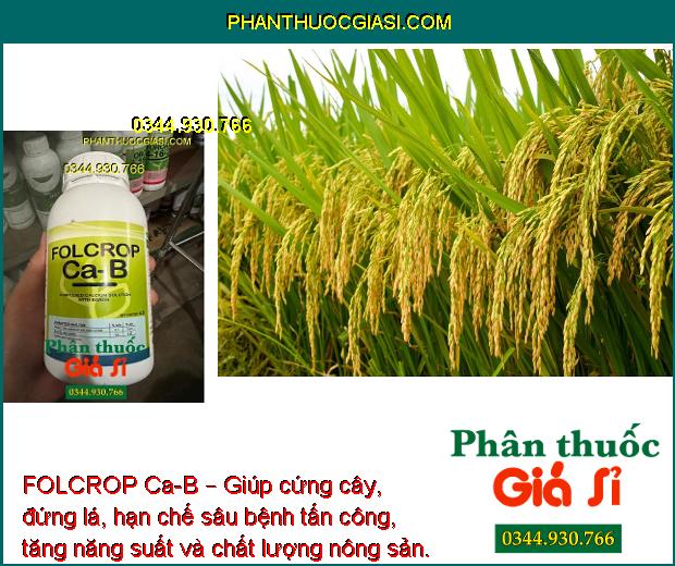 FOLCROP Ca-B – CHỐNG NỨT TRÁI - THỐI TRÁI - KHÁNG KHUẨN - KÍCH THÍCH RA HOA