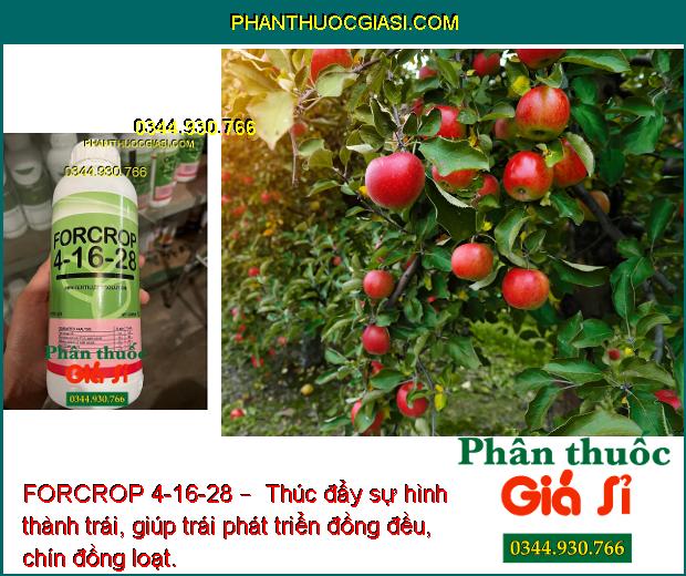 FORCROP 4-16-28 – Phân Bón Nhập Khẩu Cao Cấp – Giúp trái chín đều - nặng ký - tăng năng suất