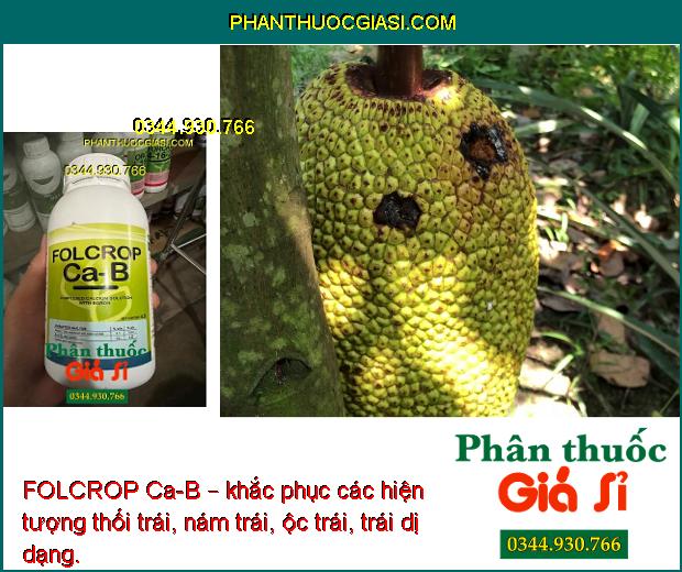 FOLCROP Ca-B – CHỐNG NỨT TRÁI - THỐI TRÁI - KHÁNG KHUẨN - KÍCH THÍCH RA HOA