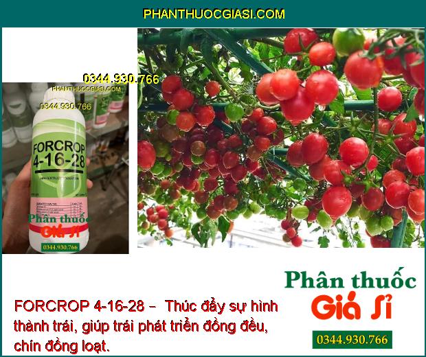 FORCROP 4-16-28 – Phân Bón Nhập Khẩu Cao Cấp – Giúp trái chín đều - nặng ký - tăng năng suất