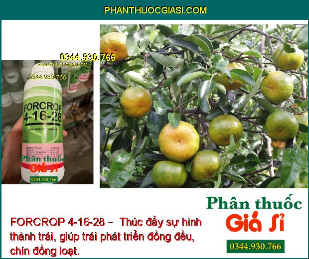 FORCROP 4-16-28 – Phân Bón Nhập Khẩu Cao Cấp – Giúp trái chín đều - nặng ký - tăng năng suất