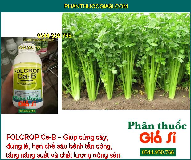 FOLCROP Ca-B – CHỐNG NỨT TRÁI - THỐI TRÁI - KHÁNG KHUẨN - KÍCH THÍCH RA HOA