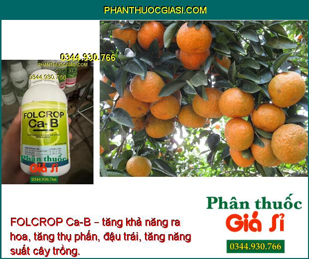 FOLCROP Ca-B – CHỐNG NỨT TRÁI - THỐI TRÁI - KHÁNG KHUẨN - KÍCH THÍCH RA HOA