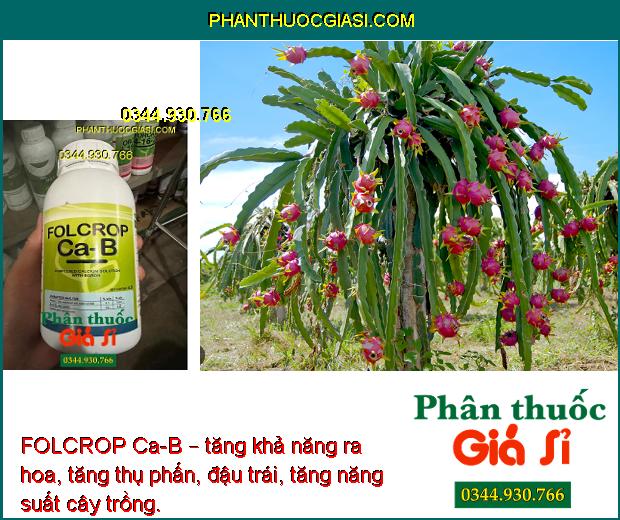 FOLCROP Ca-B – CHỐNG NỨT TRÁI - THỐI TRÁI - KHÁNG KHUẨN - KÍCH THÍCH RA HOA