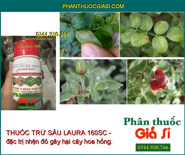 THUỐC TRỪ SÂU LAURA 160SC- DIỆT SẠCH NHỆN ĐỎ - NHỆN VÀNG - NHỆN TRẮNG