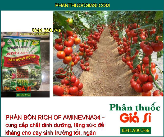 PHÂN BÓN RICH OF AMINEVNA34 – KÍCH THÍCH TĂNG TRƯỞNG - NGĂN NGỪA NẤM BỆNH