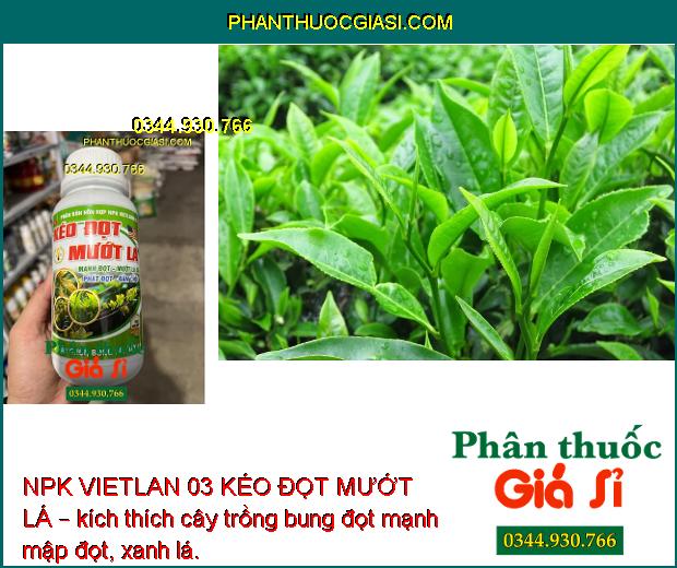 NPK VIETLAN 03 KÉO ĐỌT MƯỚT LÁ – Bung Đọt Mạnh - Mướt Bóng Lá - Phát Triển Mầm Hoa - Trái To Đẹp