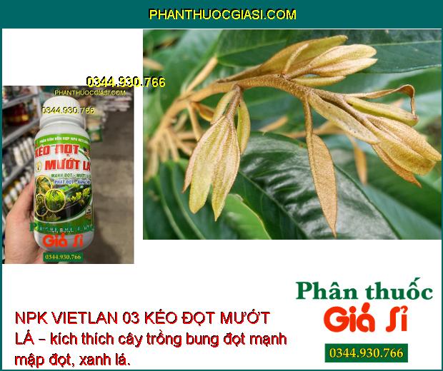 NPK VIETLAN 03 KÉO ĐỌT MƯỚT LÁ – Bung Đọt Mạnh - Mướt Bóng Lá - Phát Triển Mầm Hoa - Trái To Đẹp