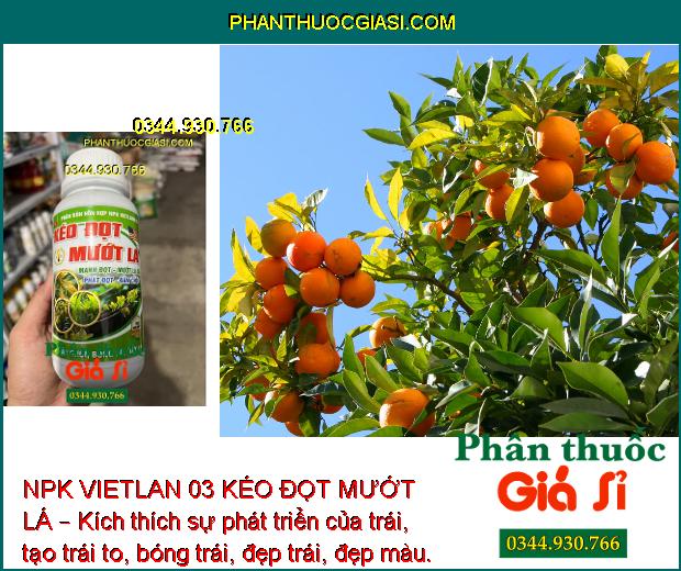 NPK VIETLAN 03 KÉO ĐỌT MƯỚT LÁ – Bung Đọt Mạnh - Mướt Bóng Lá - Phát Triển Mầm Hoa - Trái To Đẹp