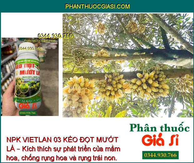 NPK VIETLAN 03 KÉO ĐỌT MƯỚT LÁ – Bung Đọt Mạnh - Mướt Bóng Lá - Phát Triển Mầm Hoa - Trái To Đẹp