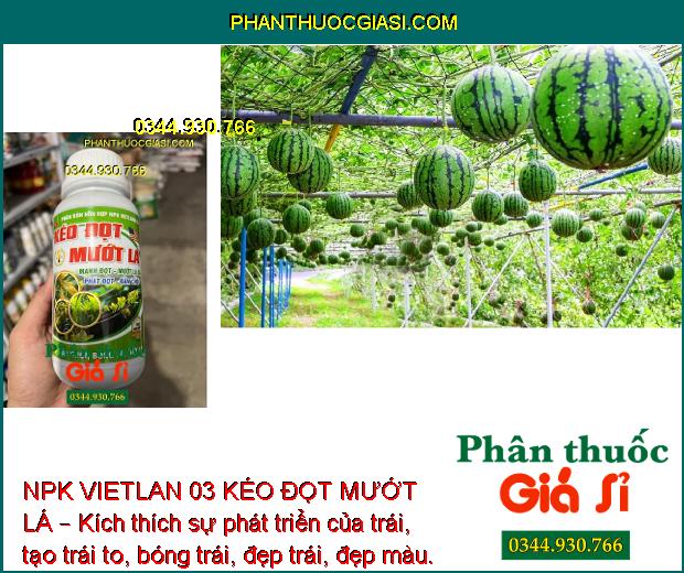 NPK VIETLAN 03 KÉO ĐỌT MƯỚT LÁ – Bung Đọt Mạnh - Mướt Bóng Lá - Phát Triển Mầm Hoa - Trái To Đẹp