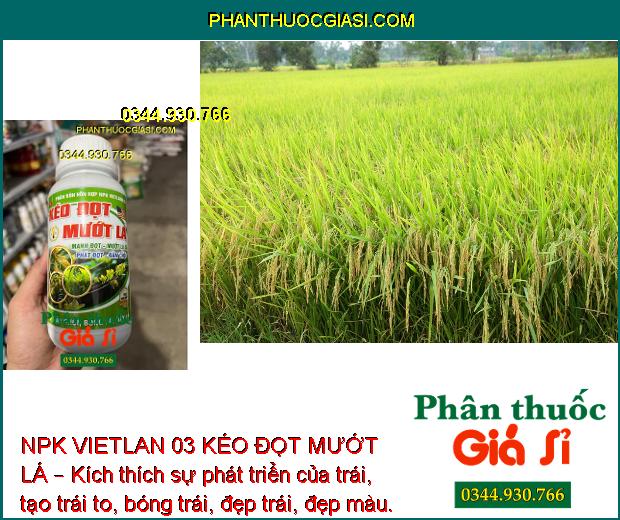 NPK VIETLAN 03 KÉO ĐỌT MƯỚT LÁ – Bung Đọt Mạnh - Mướt Bóng Lá - Phát Triển Mầm Hoa - Trái To Đẹp