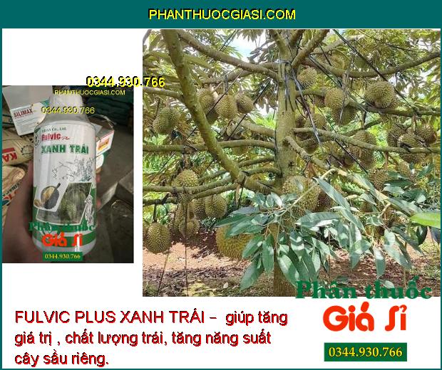 FULVIC PLUS XANH TRÁI –  giúp tăng giá trị , chất lượng trái, tăng năng suất cây sầu riêng.