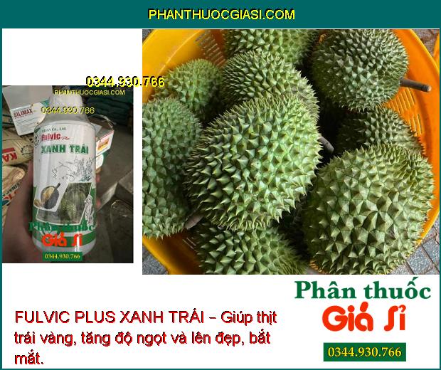 FULVIC PLUS XANH TRÁI –  giúp tăng giá trị , chất lượng trái, tăng năng suất cây sầu riêng.