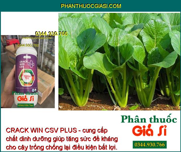 CRACK WIN CSV PLUS - Tăng Sức Đề Kháng - To Quả - Đẹp Màu - Tăng Năng Suất