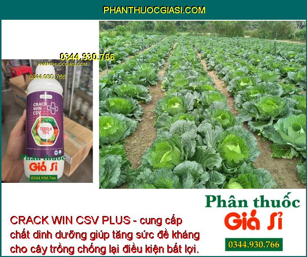 CRACK WIN CSV PLUS - Tăng Sức Đề Kháng - To Quả - Đẹp Màu - Tăng Năng Suất